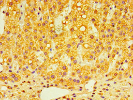 Immunohistochemistry of paraffin-embedded human adrenal gland tissue using GPS1 Antibody at dilution of 1:100Rabbit anti-Human GPS1 Polyclonal Antibody