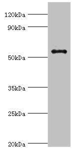 Western blot  | All lanes: GPS1 antibody at 5µg/ml + Hela whole cell lysate  | Secondary  | Goat polyclonal to rabbit IgG at 1/10000 dilution  | Predicted band size: 56, 60 kDa  | Observed band size: 56 kDaRabbit anti-Human GPS1 Polyclonal Antibody