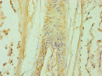 Immunohistochemistry of paraffin-embedded human prostate tissue using the antibody at dilution of 1:100
