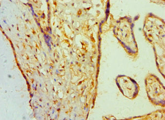 Immunohistochemistry of paraffin-embedded human placenta tissue using BAMBI Antibody at dilution of 1:100