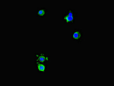 Immunofluorescent analysis of Hela cells using DNAJC3 Antibody at dilution of 1:100 and Alexa Fluor 488-congugated AffiniPure Goat Anti-Rabbit IgG(H+L)Rabbit anti-Human DNAJC3 Polyclonal Antibody