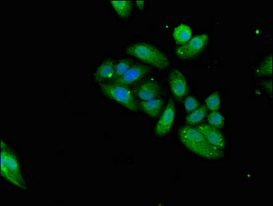 Immunofluorescent analysis of HepG2 cells using KLRD1 Antibody at dilution of 1:100 and Alexa Fluor 488-congugated AffiniPure Goat Anti-Rabbit IgG(H+L)