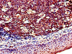 Immunohistochemistry of paraffin-embedded human tonsil tissue using the antibody at dilution of 1:100
