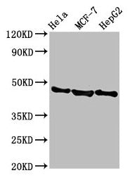 Western Blot  | Positive WB detected in: Hela whole cell lysate, MCF-7 whole cell lysate, HepG2 whole cell lysate  | All lanes: BFSP2 antibody at 3.8µg/ml  | Secondary  | Goat polyclonal to rabbit IgG at 1/50000 dilution  | Predicted band size: 46 kDa  | Observed band size: 46 kDa