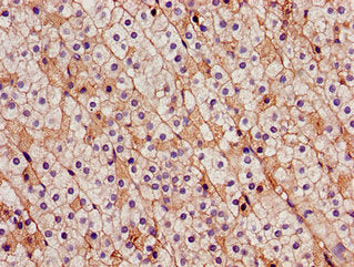 Immunohistochemistry of paraffin-embedded human adrenal gland tissue using CDH18 Antibody at dilution of 1:100Rabbit anti-Human CDH18 Polyclonal Antibody