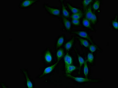 Immunofluorescent analysis of Hela cells using TRIM25 Antibody at dilution of 1:100 and Alexa Fluor 488-congugated AffiniPure Goat Anti-Rabbit IgG(H+L)