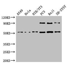 Western Blot  | Positive WB detected in: A549 whole cell lysate, Hela whole cell lysate, NIH/3T3 whole cell lysate, PC-3 whole cell lysate, Raji whole cell lysate, SH-SY5Y whole cell lysate  | All lanes: BECN1 antibody at 4µg/ml  | Secondary  | Goat polyclonal to rabbit IgG at 1/50000 dilution  | Predicted band size: 52 kDa  | Observed band size: 52 kDa