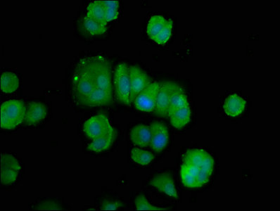 Immunofluorescence staining of MCF-7 cells with POLD3 Antibody at 1:100, counter-stained with DAPI. The cells were fixed in 4% formaldehyde, permeabilized using 0.2% Triton X-100 and blocked in 10% normal Goat Serum. The cells were then incubated with the antibody overnight at 4°C. The secondary antibody was Alexa Fluor 488-congugated AffiniPure Goat Anti-Rabbit IgG(H+L).Rabbit anti-Human POLD3 Polyclonal Antibody