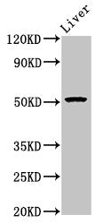 Western Blot | Positive WB detected in: Mouse liver tissue | All lanes: POLD3 antibody at 5.4μg/ml | Secondary | Goat polyclonal to rabbit IgG at 1/50000 dilution | Predicted band size: 52, 47, 40 kDa | Observed band size: 52 kDaRabbit anti-Human POLD3 Polyclonal Antibody