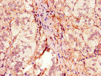 Immunohistochemistry of paraffin-embedded human adrenal gland tissue using the antibody at dilution of 1:100