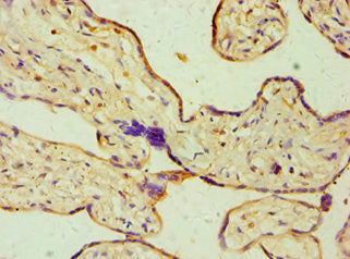 Immunohistochemistry of paraffin-embedded human placenta tissue using DHCR24 Antibody at dilution of 1:100Rabbit anti-Human DHCR24 Polyclonal Antibody