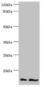 Western blot | All lanes: NEDD8 antibody at 16μg/ml | Lane 1: Mouse heart tissue | Lane 2: Mouse spleen tissue | Secondary | Goat polyclonal to rabbit IgG at 1/10000 dilution | Predicted band size: 9 kDa | Observed band size: 9 kDaRabbit anti-Human NEDD8 Polyclonal Antibody