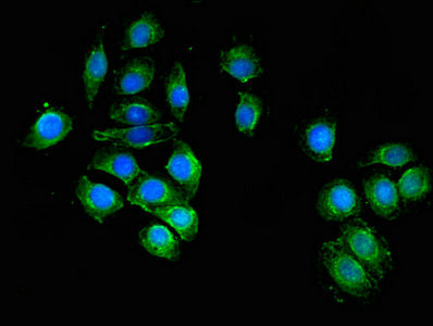Immunofluorescent analysis of A549 cells using UAP1 Antibody at dilution of 1:100 and Alexa Fluor 488-congugated AffiniPure Goat Anti-Rabbit IgG(H+L)Rabbit anti-Human UAP1 Polyclonal Antibody