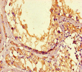 Immunohistochemistry of paraffin-embedded human testis tissue using the antibody at dilution of 1:100