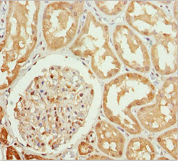 Immunohistochemistry of paraffin-embedded human kidney tissue using PPP1R8 Antibody at dilution of 1:100Rabbit anti-Human PPP1R8 Polyclonal Antibody