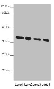 Western blot  | All lanes: PPP1R8 antibody at 4.73µg/ml  | Lane 1: PC-3 whole cell lysate  | Lane 2: HL60 whole cell lysate  | Lane 3: HepG2 whole cell lysate  | Lane 4: Hela whole cell lysate  | Secondary  | Goat polyclonal to rabbit IgG at 1/10000 dilution  | Predicted band size: 39, 23, 14 kDa  | Observed band size: 39 kDaRabbit anti-Human PPP1R8 Polyclonal Antibody