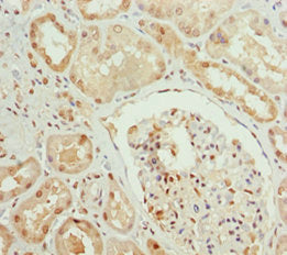 Immunohistochemistry of paraffin-embedded human kidney tissue using PPP1R8 Antibody at dilution of 1:100Rabbit anti-Human PPP1R8 Polyclonal Antibody
