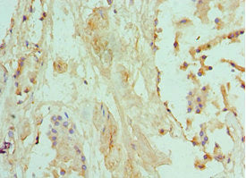 Immunohistochemistry of paraffin-embedded human prostate tissue using the antibody at dilution of 1:100