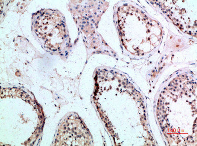 Immunohistochemical analysis of paraffin-embedded human-testis, antibody was diluted at 1:200Rabbit anti-Human FZD9 Polyclonal Antibody
