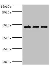 Western blot | All lanes: PDK2 antibody at 6μg/ml | Lane 1: Mouse heart tissue | Lane 2: Hela whole cell lysate | Lane 2: Mouse skeletal muscle tissue | Secondary | Goat polyclonal to rabbit IgG at 1/10000 dilution | Predicted band size: 47, 39 kDa | Observed band size: 47 kDaRabbit anti-Human PDK2 Polyclonal Antibody