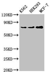 Western Blot | Positive WB detected in: K562 whole cell lysate, HEK293 whole cell lysate, MCF-7 whole cell lysate | All lanes: RALBP1 antibody at 4μg/ml | Secondary | Goat polyclonal to rabbit IgG at 1/50000 dilution | Predicted band size: 77 kDa | Observed band size: 77 kDaRabbit anti-Human RALBP1 Polyclonal Antibody