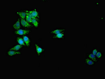 Immunofluorescent analysis of HepG2 cells using TOMM20 Antibody at dilution of 1:100 and Alexa Fluor 488-congugated AffiniPure Goat Anti-Rabbit IgG(H+L)Rabbit anti-Human TOMM20 Polyclonal Antibody