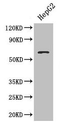 Western blot  | All lanes: SMAD4 antibody at 3µg/ml + HepG2 whole cell lysate  | Secondary  | Goat polyclonal to rabbit IgG at 1/10000 dilution  | Predicted band size: 61 kDa  | Observed band size: 61 kDaRabbit anti-Human SMAD4 Polyclonal Antibody