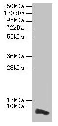 Western blot  | All lanes: COX17 antibody at 3.5µg/ml + HepG2 whole cell lysate  | Secondary  | Goat polyclonal to rabbit IgG at 1/10000 dilution  | Predicted band size: 7 kDa  | Observed band size: 7 kDaRabbit anti-Human COX17 Polyclonal Antibody