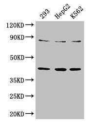 Western Blot  | Positive WB detected in: 293 whole cell lysate, HepG2 whole cell lysate, K562 whole cell lysate  | All lanes: PTPA antibody at 3.3µg/ml  | Secondary  | Goat polyclonal to rabbit IgG at 1/50000 dilution  | Predicted band size: 41, 37, 34, 32 kDa  | Observed band size: 41 kDaRabbit anti-Human PTPA Polyclonal Antibody
