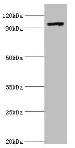 Western blot | All lanes: TAF1C antibody at 2μg/ml + 293T whole cell lysate | Secondary | Goat polyclonal to rabbit IgG at 1/10000 dilution | Predicted band size: 96, 85, 59, 50, 93 kDa | Observed band size: 96 kDaRabbit anti-Human TAF1C Polyclonal Antibody