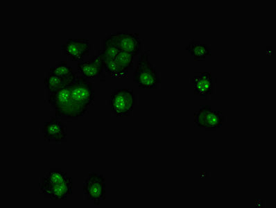 Immunofluorescent analysis of MCF-7 cells using TAF1C Antibody at dilution of 1:100 and Alexa Fluor 488-congugated AffiniPure Goat Anti-Rabbit IgG(H+L)Rabbit anti-Human TAF1C Polyclonal Antibody
