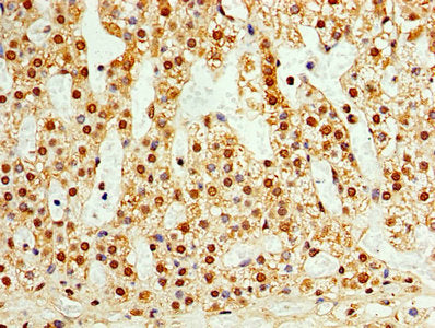 Immunohistochemistry of paraffin-embedded human adrenal gland tissue using TAF1C Antibody at dilution of 1:100Rabbit anti-Human TAF1C Polyclonal Antibody