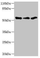 Western blot  | All lanes: TFCP2 antibody at 1.34μg/ml  | Lane 1: K562 whole cell lysate  | Lane 2: Mouse spleen tissue  | Lane 3: THP-1 whole cell lysate  | Secondary  | Goat polyclonal to rabbit IgG at 1/10000 dilution  | Predicted band size: 58, 52 kDa  | Observed band size: 52 kDaRabbit anti-Human TFCP2 Polyclonal Antibody
