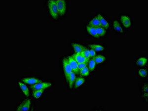Immunofluorescent analysis of HepG2 cells using ECH1 Antibody at dilution of 1:100 and Alexa Fluor 488-congugated AffiniPure Goat Anti-Rabbit IgG(H+L)Rabbit anti-Human ECH1 Polyclonal Antibody