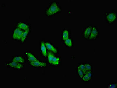 Immunofluorescent analysis of HepG2 cells using MRPL28 Antibody at dilution of 1:100 and Alexa Fluor 488-congugated AffiniPure Goat Anti-Rabbit IgG(H+L)