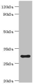 Western blot | All lanes: 39S ribosomal protein L28, mitochondrial antibody at 2μg/ml + Hela whole cell lysate | Secondary | Goat polyclonal to rabbit IgG at 1/10000 dilution | Predicted band size: 30 kDa | Observed band size: 30 kDa