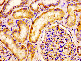 IHC image of IQCB1 Antibody diluted at 1:100 and staining in paraffin-embedded human kidney tissue performed on a Leica BondTM system. After dewaxing and hydration, antigen retrieval was mediated by high pressure in a citrate buffer (pH 6.0). Section was blocked with 10% normal goat serum 30min at RT. Then primary antibody (1% BSA) was incubated at 4°C overnight. The primary is detected by a biotinylated secondary antibody and visualized using an HRP conjugated SP system.