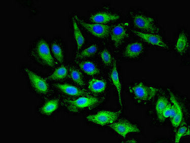 Immunofluorescent analysis of Hela cells using PEA15 Antibody at dilution of 1:100 and Alexa Fluor 488-congugated AffiniPure Goat Anti-Rabbit IgG(H+L)Rabbit anti-Human PEA15 Polyclonal Antibody