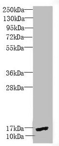 Western blot | All lanes: PEA15 antibody at 1.9 μg/ml + Mouse brain tissue | Secondary | Goat polyclonal to rabbit IgG at 1/10000 dilution | Predicted band size: 16, 18 kDa | Observed band size: 16 kDaRabbit anti-Human PEA15 Polyclonal Antibody