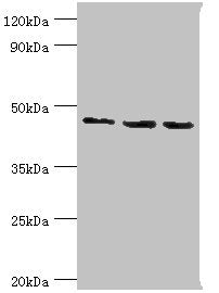 Western blot | All lanes: Histone-binding protein RBBP7 antibody at 10μg/ml | Lane 1: A431 whole cell lysate | Lane 2: NIH/3T3 whole cell lysate | Lane 3: HepG2 whole cell lysate | Secondary | Goat polyclonal to rabbit IgG at 1/10000 dilution | Predicted band size: 48, 53 kDa | Observed band size: 48 kDaRabbit anti-Human RBBP7 Polyclonal Antibody