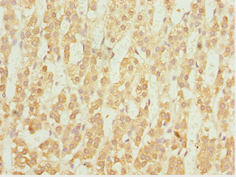 Immunohistochemistry of paraffin-embedded human adrenal gland tissue using NFIL3 Antibody at dilution of 1:100Rabbit anti-Human NFIL3 Polyclonal Antibody