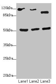 Western blot | All lanes: NFIL3antibody at 2.79μg/ml | Lane 1: HepG2 whole cell lysate | Lane 2: 293T whole cell lysate | Lane 3: Hela whole cell lysate | Secondary | Goat polyclonal to rabbit IgG at 1/10000 dilution | Predicted band size: 51 kDa | Observed band size: 51, 90 kDaRabbit anti-Human NFIL3 Polyclonal Antibody