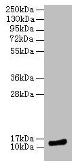 Western blotAll lanes: MLANA antibody at 12µg/ml + Hela whole cell lysateSecondaryGoat polyclonal to rabbit IgG at 1/10000 dilutionPredicted band size: 14 kDaObserved band size: 14 kDa