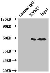 Immunoprecipitating KYNU in Hela whole cell lysate | Lane 1: Rabbit control IgG instead of (1μg) instead of KYNU Antibody in Hela whole cell lysate. | For western blotting, a HRP-conjugated anti-rabbit IgG, specific to the non-reduced form of IgG was used as the Secondary antibody (1/50000) | Lane 2: KYNU Antibody (4μg) + Hela whole cell lysate (500μg) | Lane 3: Hela whole cell lysate (20μg)