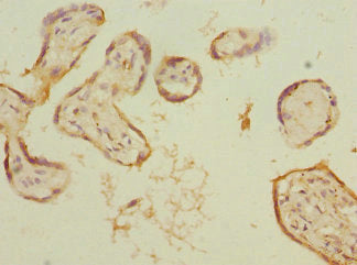 Immunohistochemistry of paraffin-embedded human placenta tissue using KYNU Antibody at dilution of 1:100