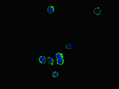 Immunofluorescent analysis of MCF-7 cells using KYNU Antibody at dilution of 1:100 and Alexa Fluor 488-congugated AffiniPure Goat Anti-Rabbit IgG(H+L)