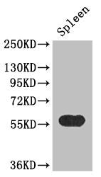 Western Blot | Positive WB detected in: Mouse spleen tissue | All lanes: KYNU antibody at 3.4μg/ml | Secondary | Goat polyclonal to rabbit IgG at 1/50000 dilution | Predicted band size: 52, 35 kDa | Observed band size: 52 kDa