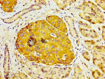 IHC image of DUSP6 Antibody diluted at 1:200 and staining in paraffin-embedded human pancreatic tissue performed on a Leica BondTM system. After dewaxing and hydration, antigen retrieval was mediated by high pressure in a citrate buffer (pH 6.0). Section was blocked with 10% normal goat serum 30min at RT. Then primary antibody (1% BSA) was incubated at 4°C overnight. The primary is detected by a biotinylated secondary antibody and visualized using an HRP conjugated SP system.Rabbit anti-Human DUSP6 Polyclonal Antibody