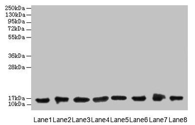Western blot  | All lanes: COTL1 antibody at 8µg/ml  | Lane 1: Mouse brain tissue  | Lane 2: Hela whole cell lysate  | Lane 3: Mouse kidney tissue  | Lane 4: HepG2 whole cell lysate  | Lane 5: Mouse thymus tissue  | Lane 6: U87 whole cell lysate  | Lane 7: HL60 whole cell lysate  | Lane 8: A549 whole cell lysate  | Secondary  | Goat polyclonal to rabbit IgG at 1/10000 dilution  | Predicted band size: 16 kDa  | Observed band size: 16 kDa