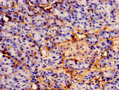 Immunocytochemistry analysis of human pancreatic tissue using the antibody at dilution of 1:100